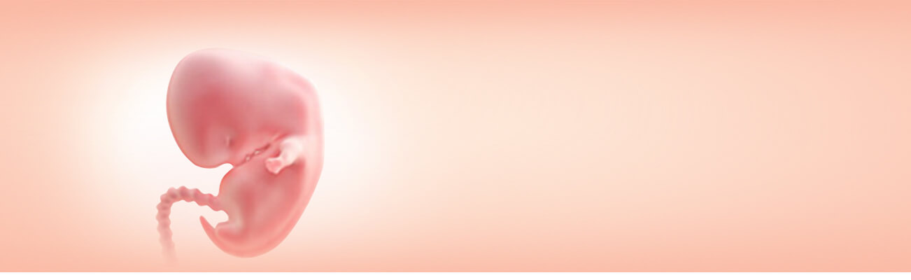 Your First Trimester