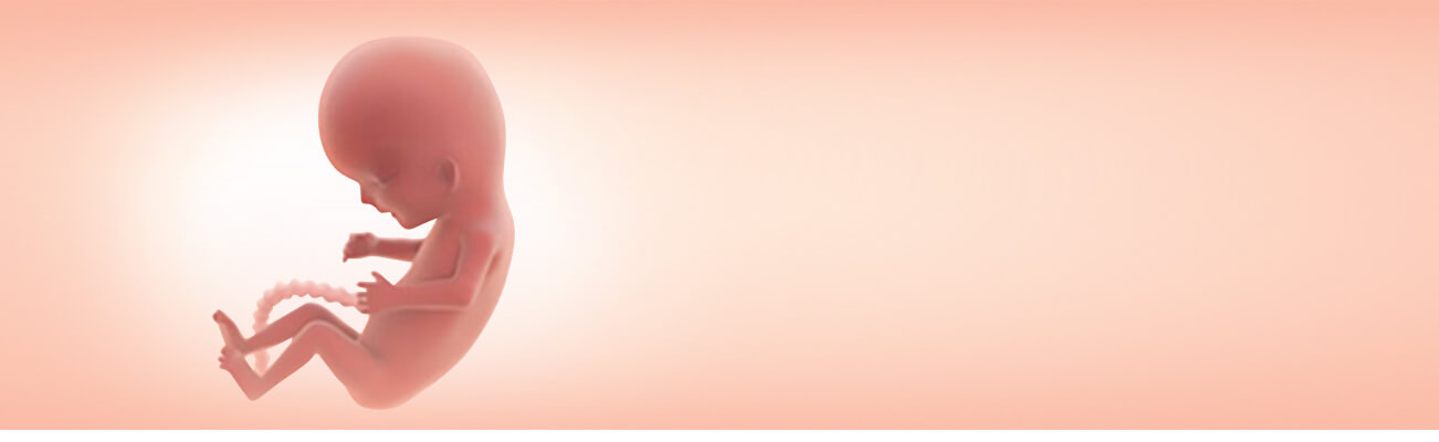 Your Second Trimester