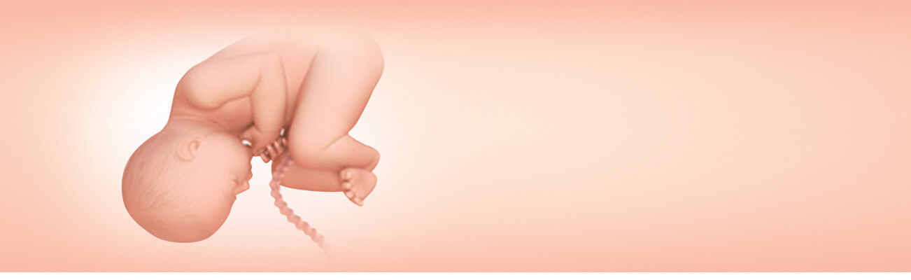 Your Third Trimester