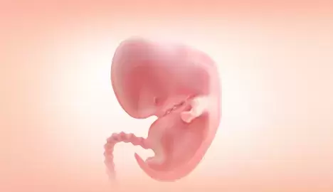 Your First Trimester