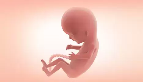 Your Second Trimester