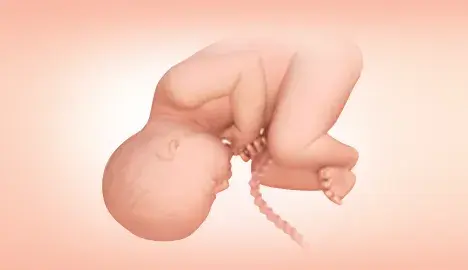 Your Third Trimester