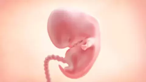 Your First Trimester