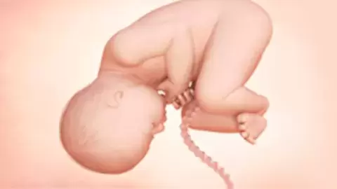 Your Third Trimester